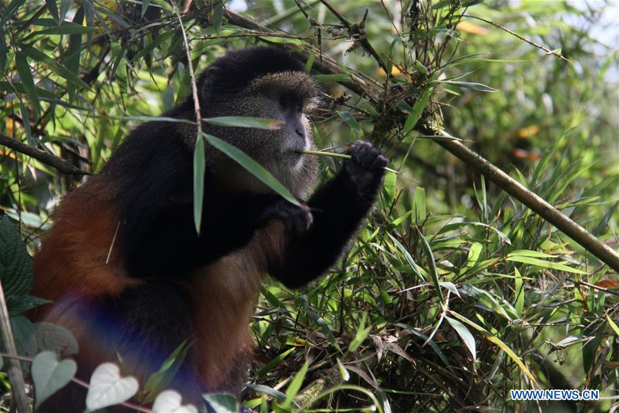 RWANDA-VOLCANOES NATIONAL PARK-GOLDEN MONKEY