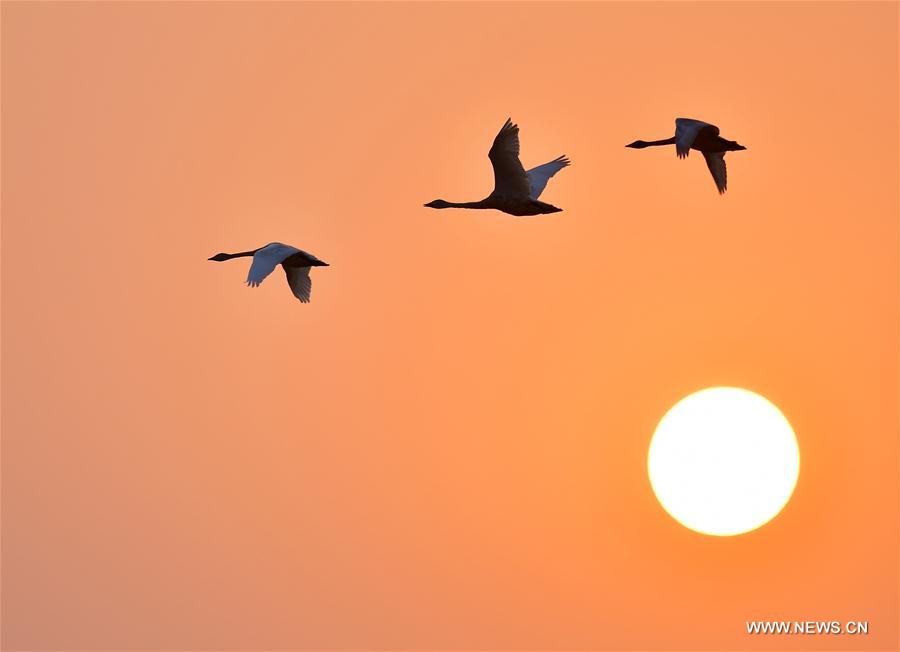 CHINA-JIANGXI-POYANG LAKE-BIRDS (CN)