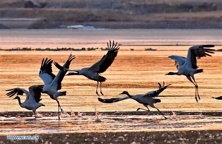 CHINA-TIBET-BLACK-NECKED CRANE-WINTER HABITAT (CN)