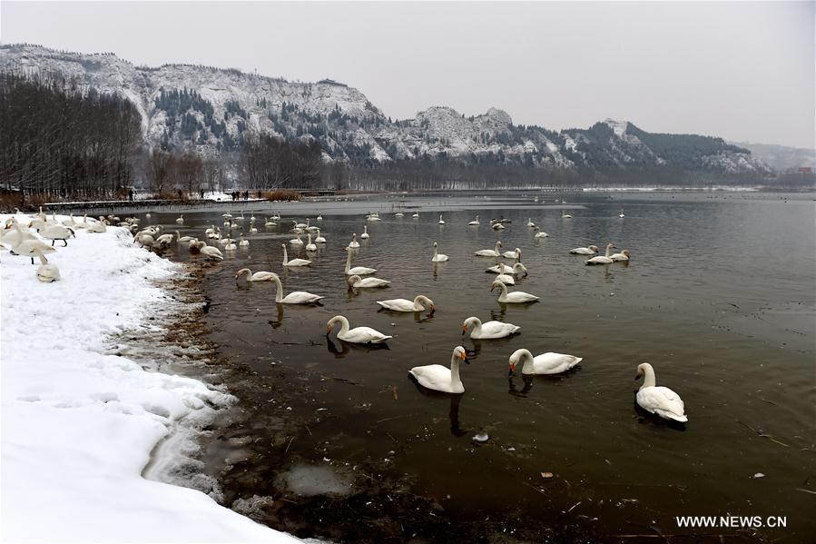 CHINA-SHANXI-SNOW-SWAN (CN)