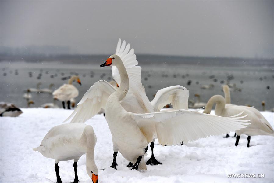 CHINA-SHANXI-SNOW-SWAN (CN)