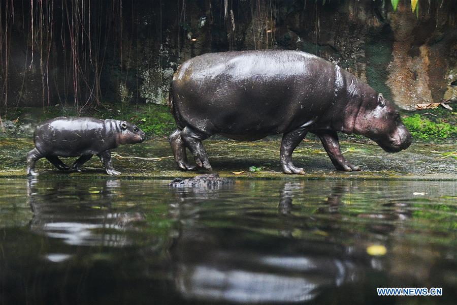 SINGAPORE-ZOO-NEWBORN ANIMALS