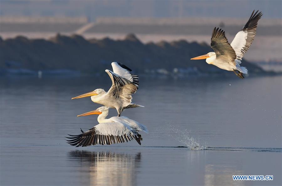 CHINA-FUJIAN-PELICANS-WINTER (CN)