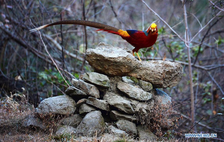 CHINA-SHAANXI-GOLDEN PHEASANT (CN)