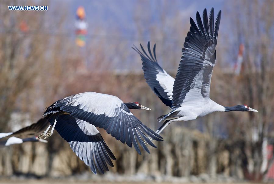 CHINA-XIGAZE-BLACK-NECKED CRANE (CN)