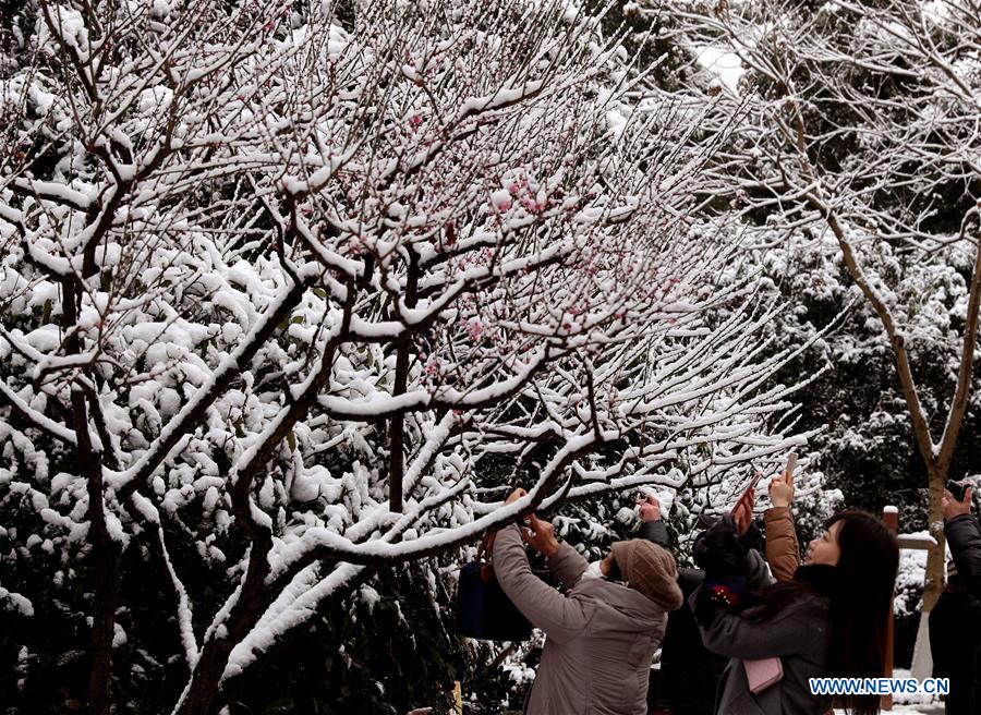 CHINA-SHANGHAI-SNOW-PLUM BLOSSOM(CN)