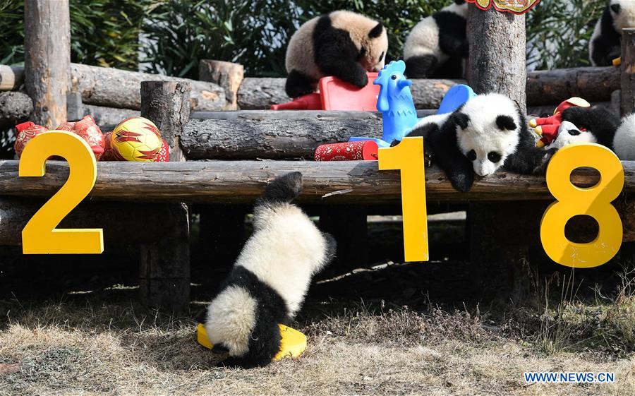 CHINA-SICHUAN-GIANT PANDA-SPRING FESTIVAL (CN)