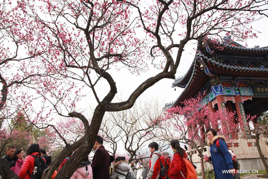 #CHINA-NANJING-MOUNTAIN-PLUM BLOSSOM