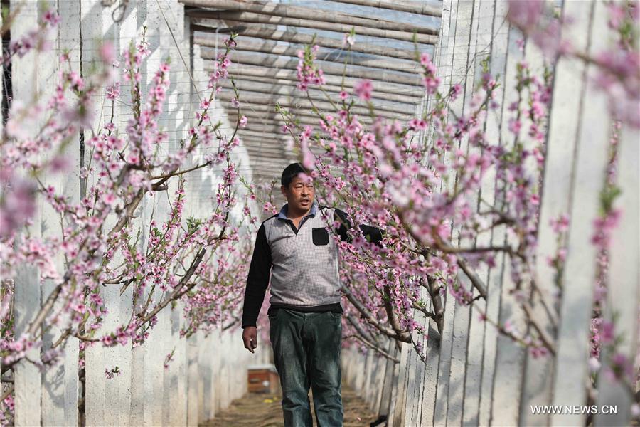 #CHINA-RURAL AREAS-FARM WORK (CN)