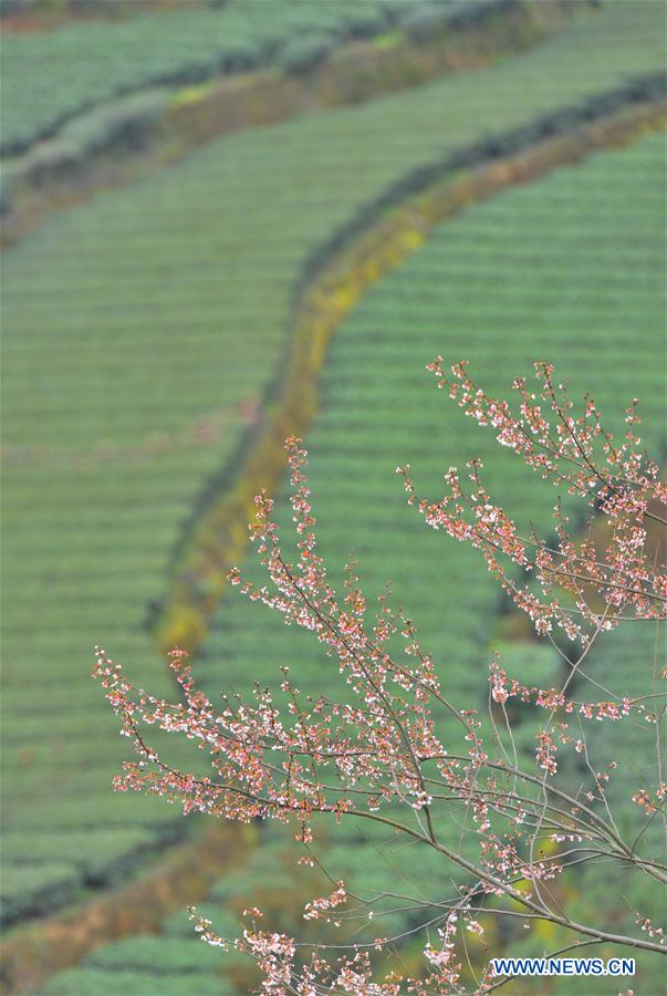 #CHINA-HUBEI-TEA GARDEN-SPRING SCENERY (CN)