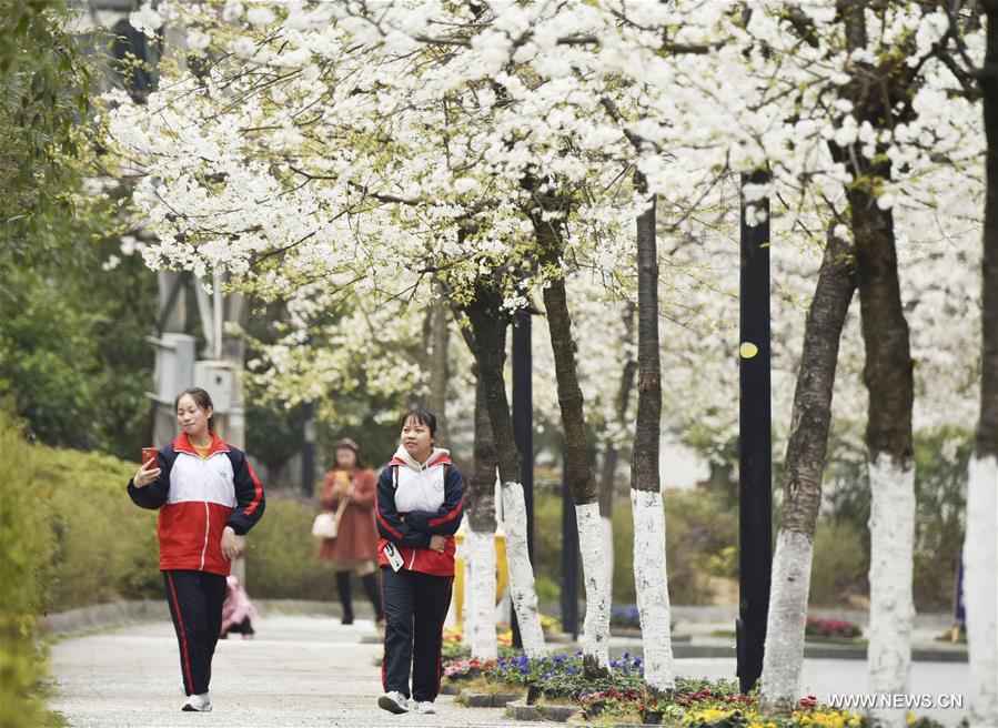 #CHINA-SPRING-BLOSSOMING FLOWERS (CN)