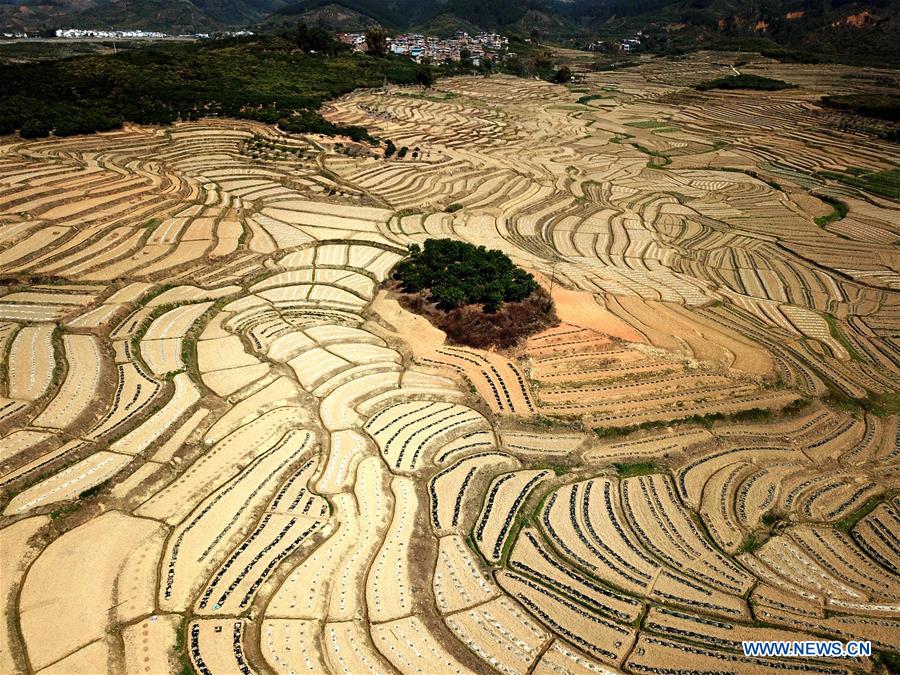 CHINA-GUANGXI-AGRICULTURE-WATERMELON-FIELD-LANDSCAPE (CN)