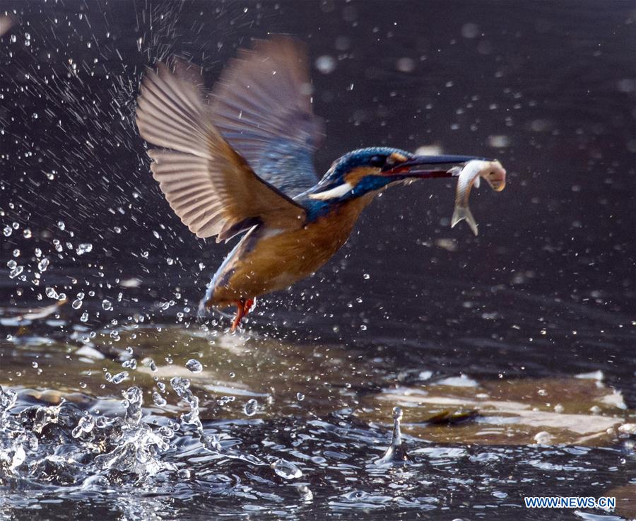 #CHINA-WUXI-KINGFISHER (CN)