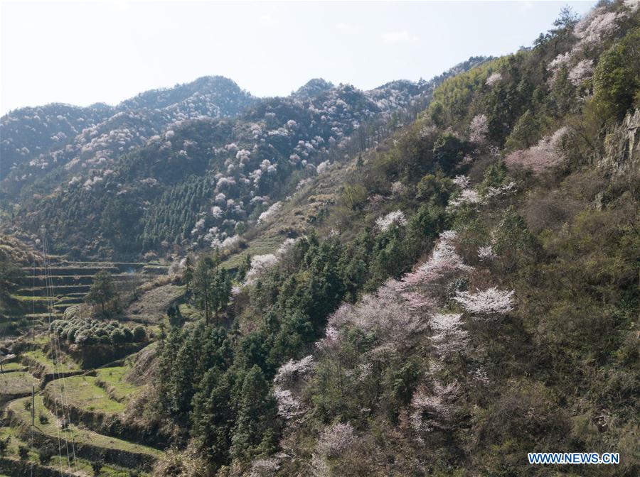 CHINA-ZHEJIANG-JIANDE-CHERRY BLOSSOMS (CN)