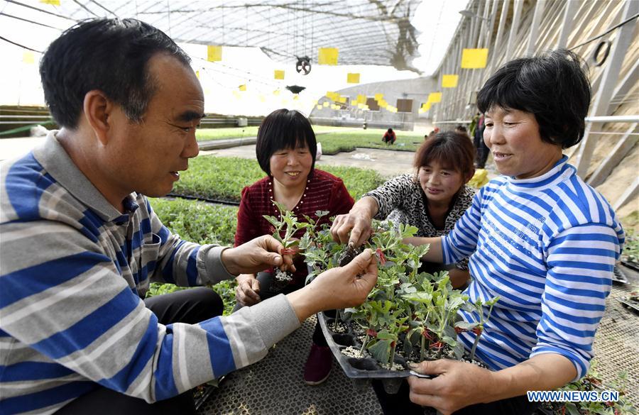 CHINA-BEIJING-AGRICULTURE-GREENHOUSE (CN)