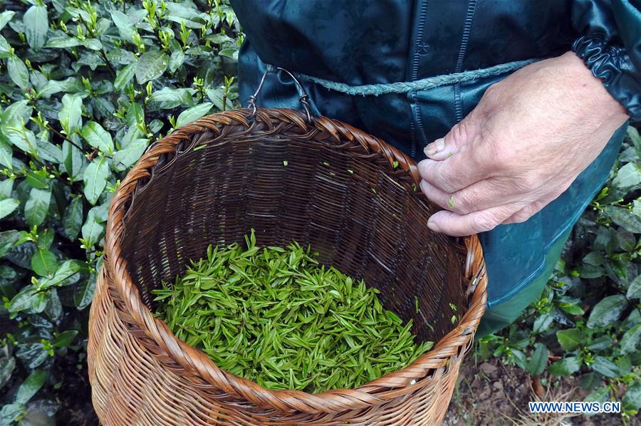 #CHINA-ZHEJIANG-TEA-HARVEST (CN)