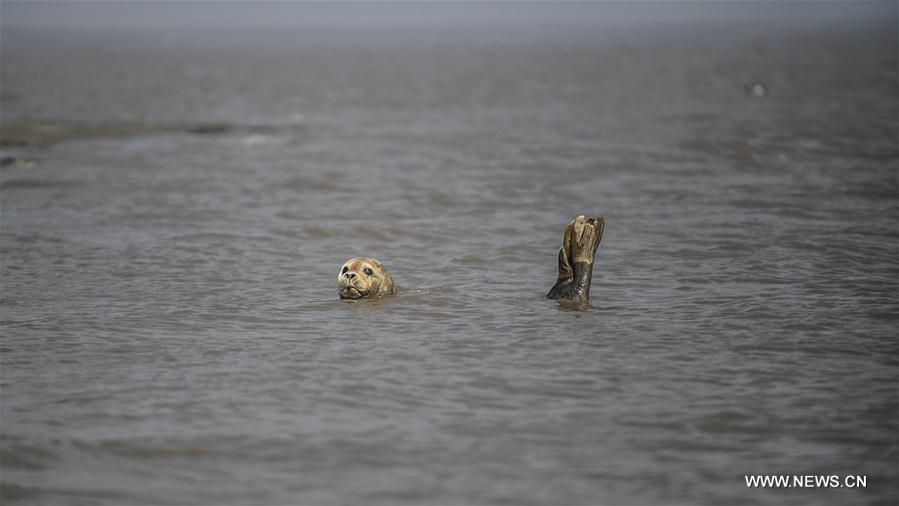 CHINA-LIAONING-PANJIN-SPOTTED SEALS (CN)