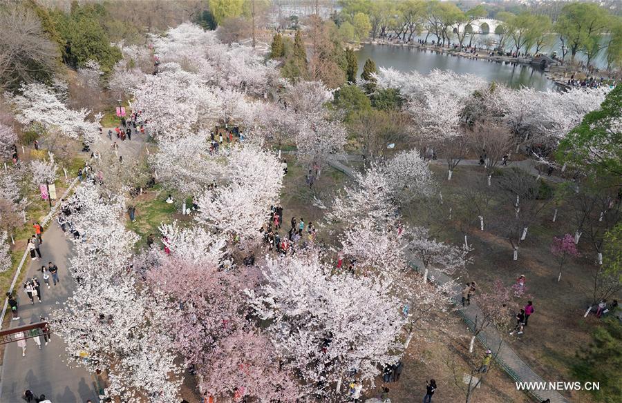 CHINA-BEIJING-CHERRY BLOSSOMS (CN)