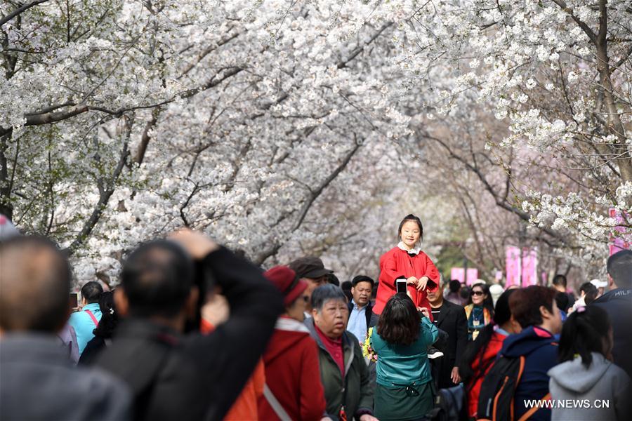 CHINA-BEIJING-CHERRY BLOSSOMS (CN)