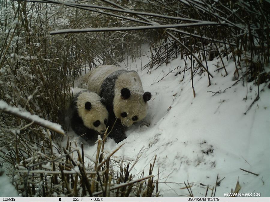 CHINA-SHAANXI-GIANT PANDA-LIFE (CN)