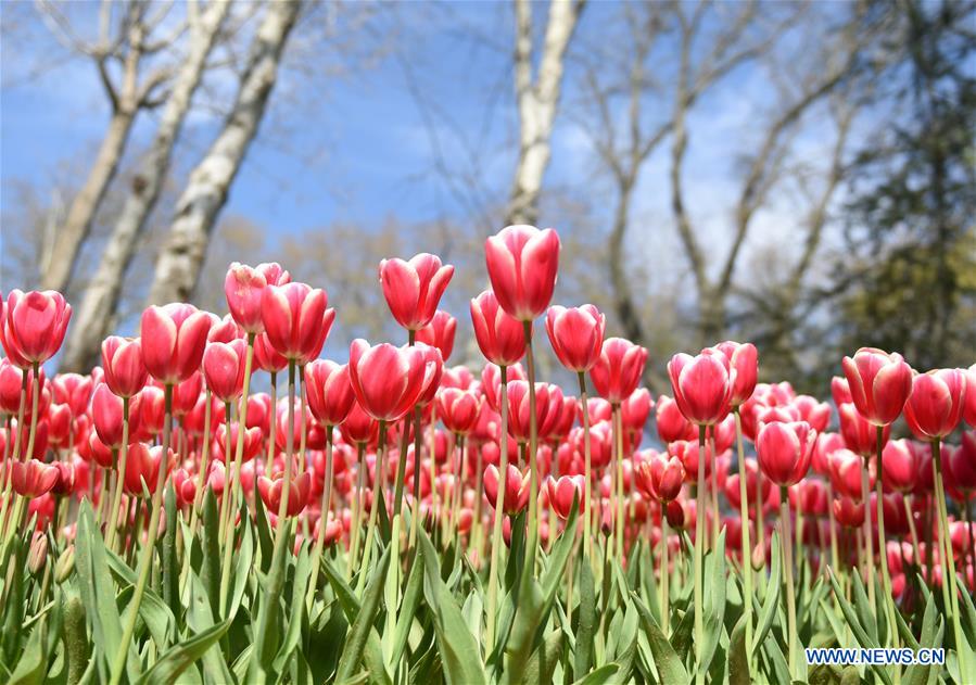 TURKEY-ISTANBUL-EMIRGAN PARK-TULIPS