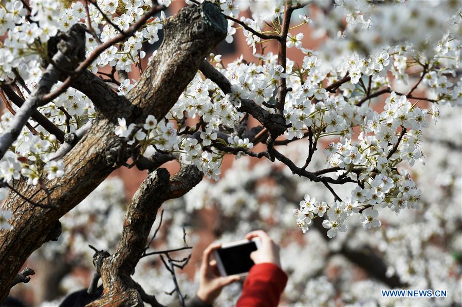 #CHINA-TIANJIN-SPRING GARDEN PARTY (CN)