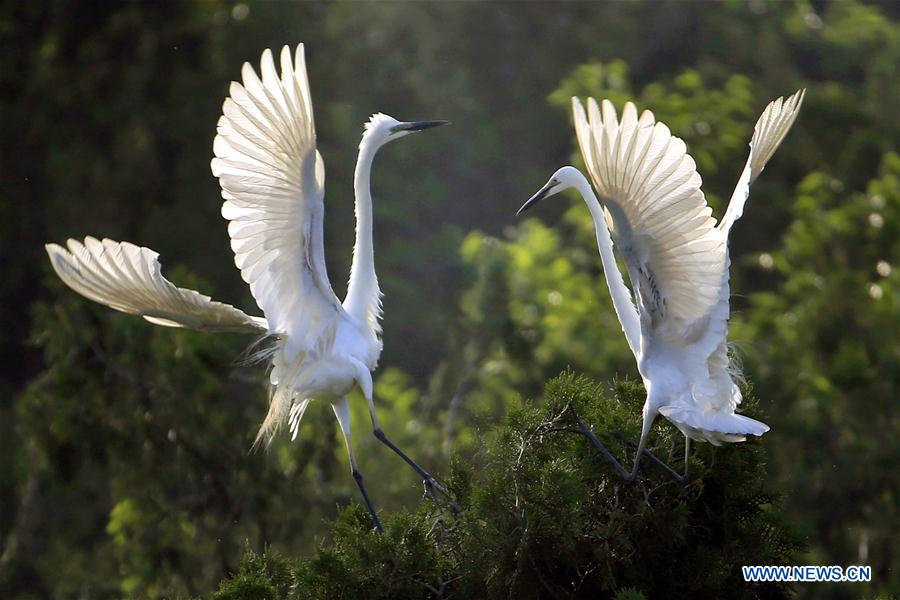 #CHINA-JIANGSU-EGRETS(CN)