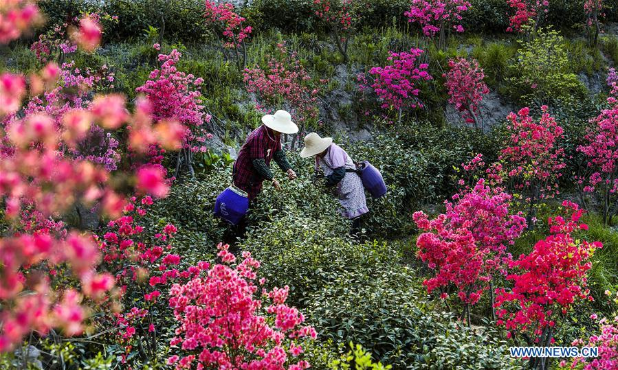 CHINA-ANHUI-SHUCHENG-TEA PLANTATION-SPRING SCENERY (CN)