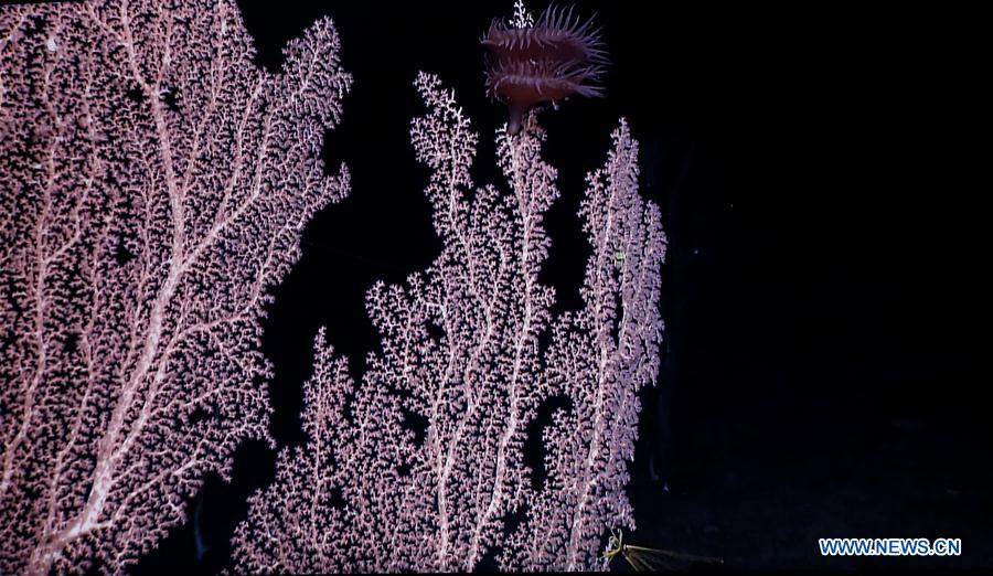 CHINA-ON BOARD KEXUE-SEAMOUNTS-CORAL(CN)