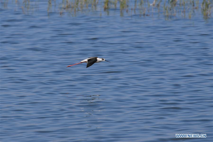 CHINA-INNER MONGOLIA-BAYANNUR-WILD BIRD (CN)