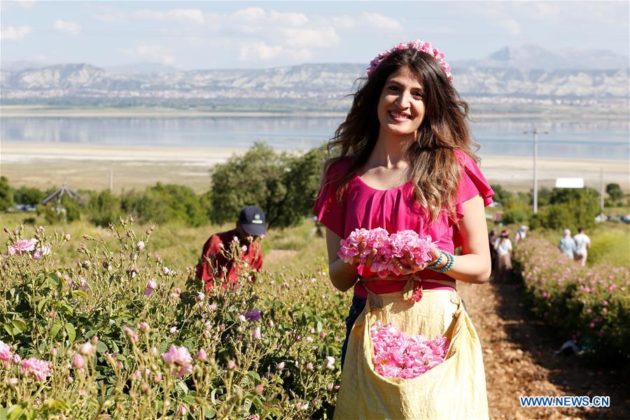 TURKEY-ISPARTA-ROSE-HARVEST