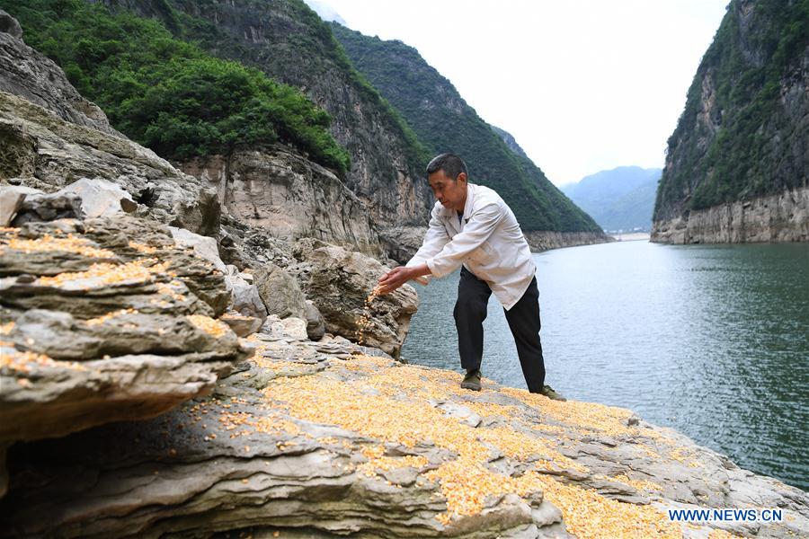 CHINA-CHONGQING-WUSHAN-SMALL THREE GORGES-WILD LIFE (CN)