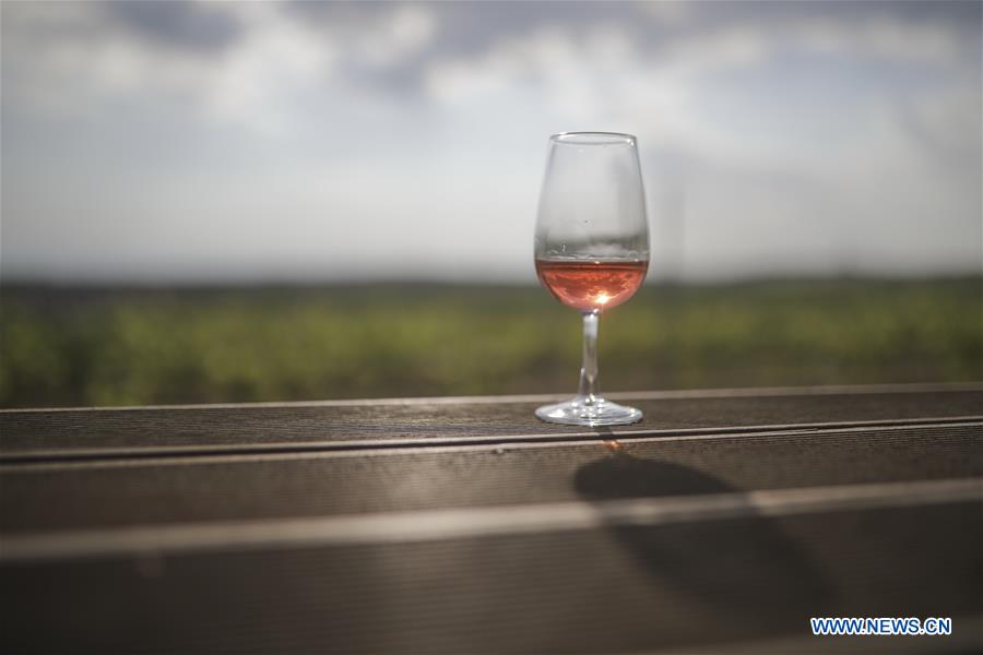 GREECE-THESSALONIKI-OPEN CELLAR DOORS-VINEYARD