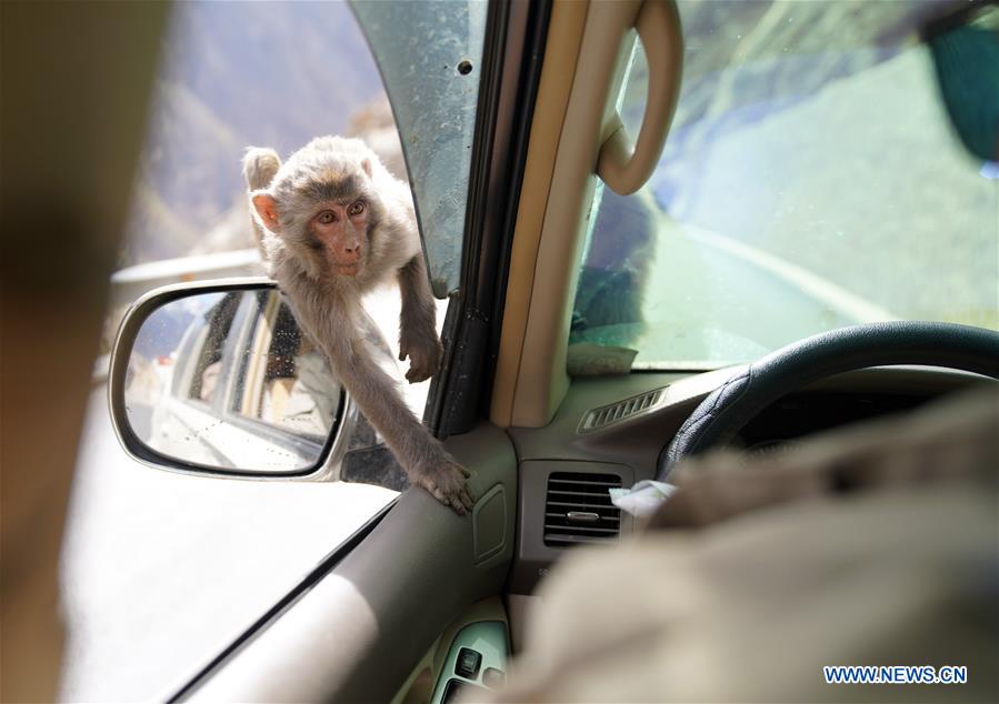 CHINA-TIBET-WILD MONKEY(CN)