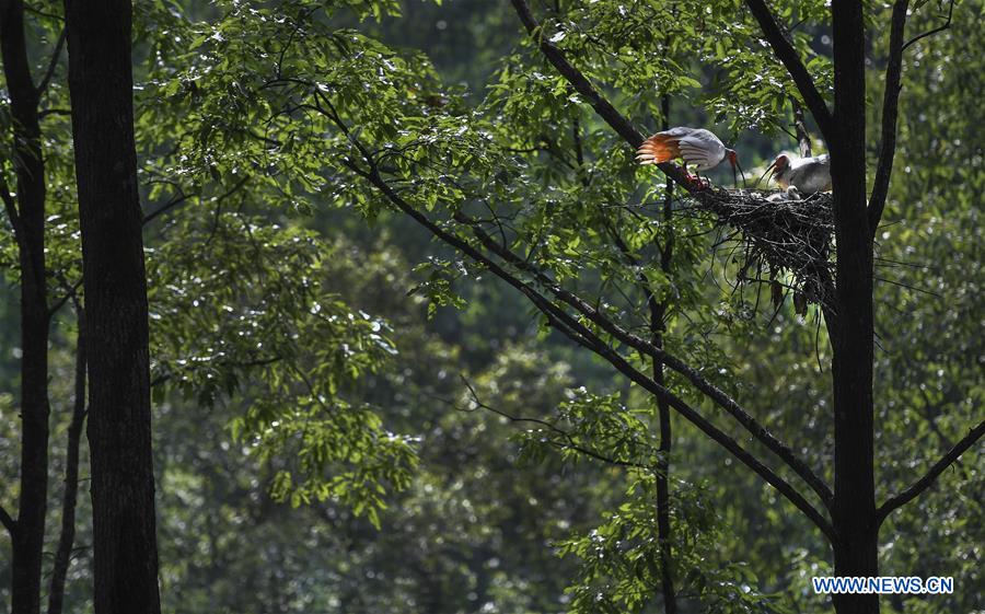 CHINA-SHAANXI-CRESTED IBIS-BREEDING (CN)