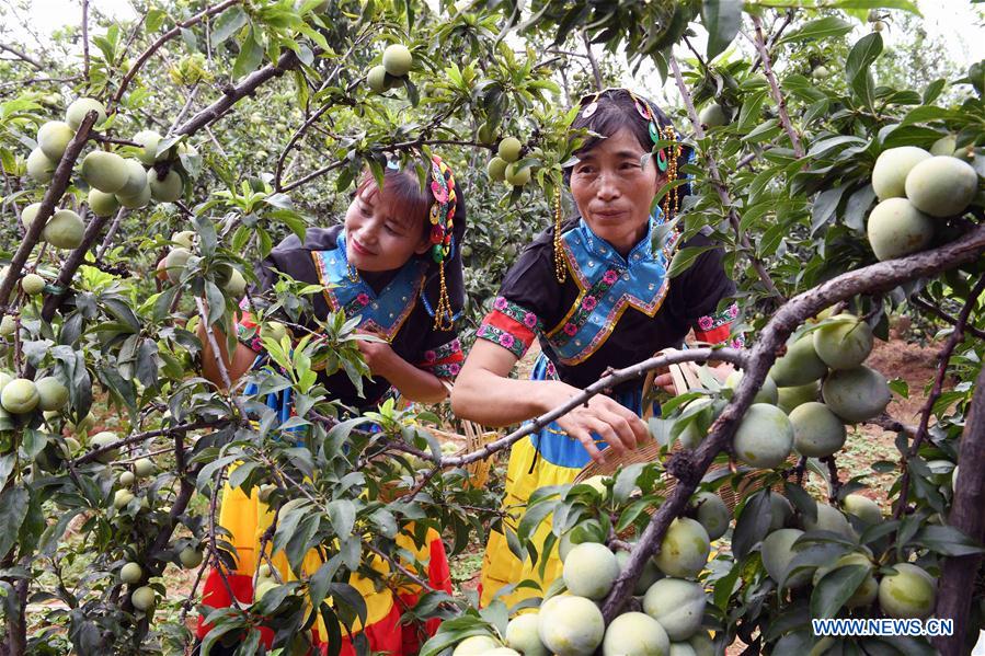 CHINA-YUNNAN-YUANMOU-FRUIT PICKING (CN)