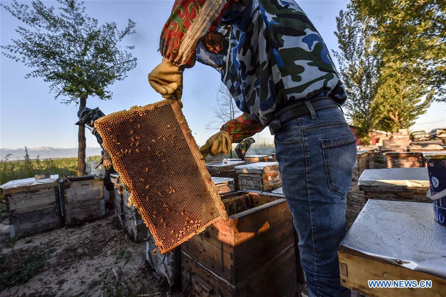 CHINA-XINJIANG-ILI-LAVENDER-BEEKEEPING (CN)