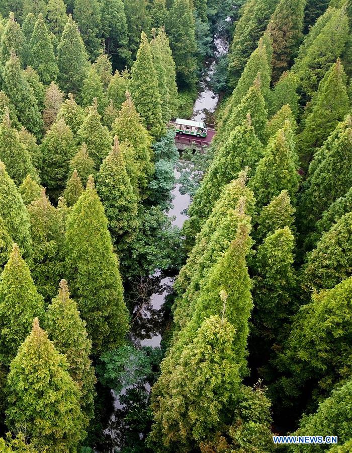 CHINA-JIANGSU-FOREST PARK-SCENERY (CN)