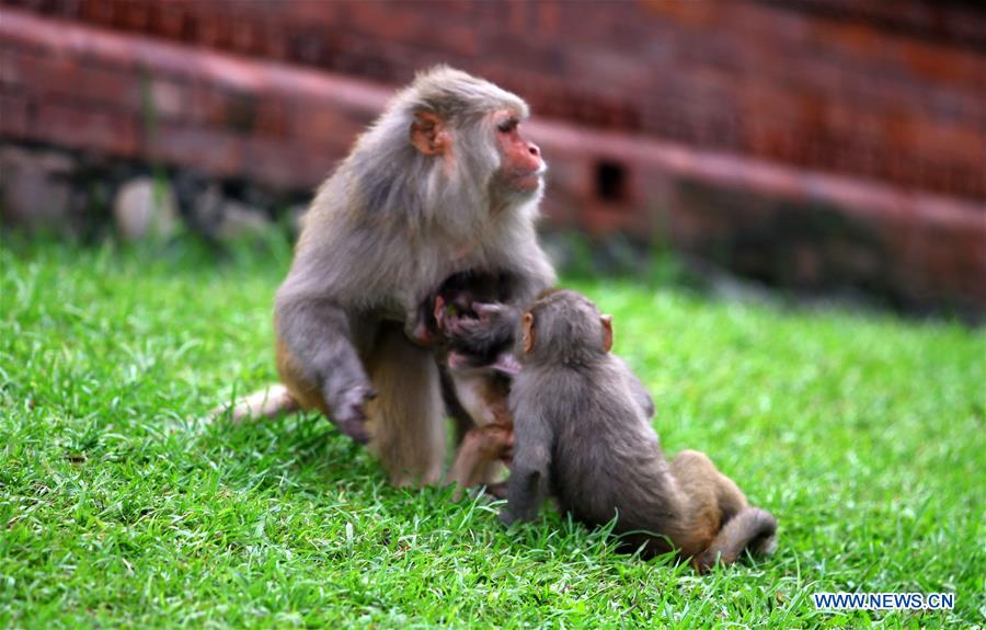 NEPAL-KATHMANDU-ANIMALS