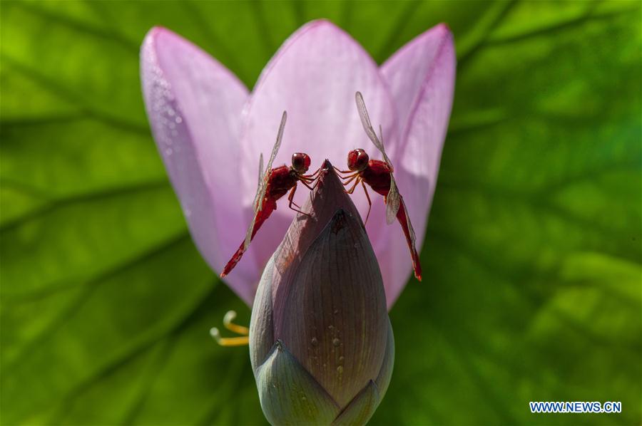 #CHINA-JIANGSU-WUXI-NATURE (CN)