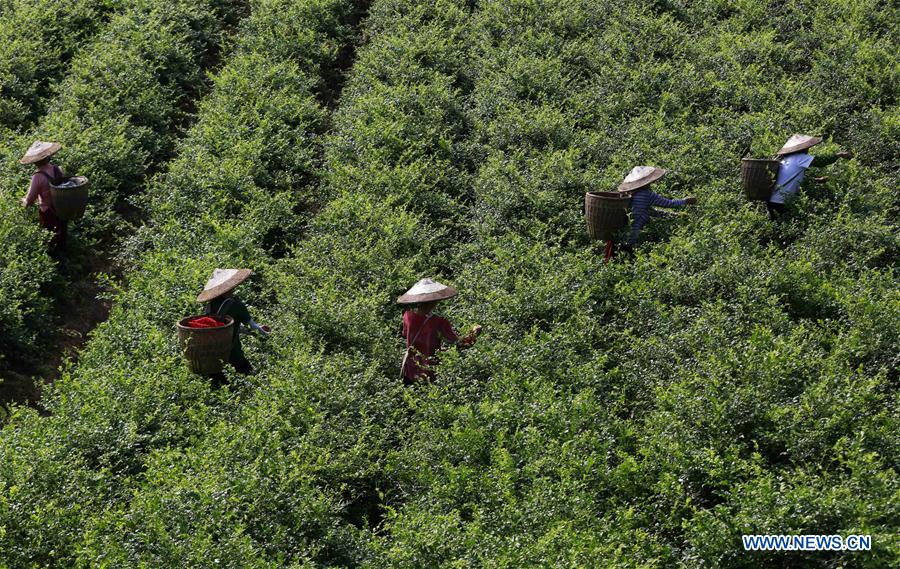 #CHINA-HUNAN-TEA-HARVEST (CN)