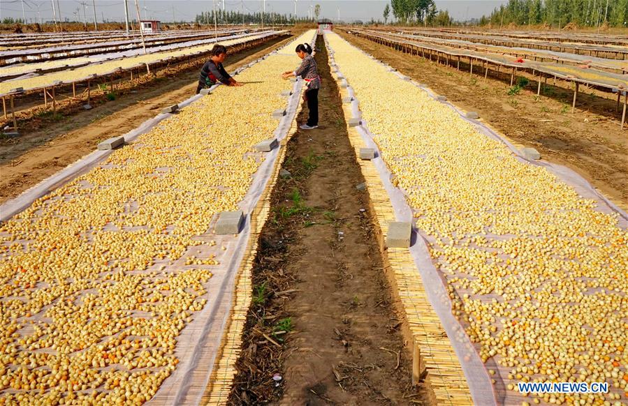 CHINA-HEBEI-CHANGLI-SCALLOP (CN)