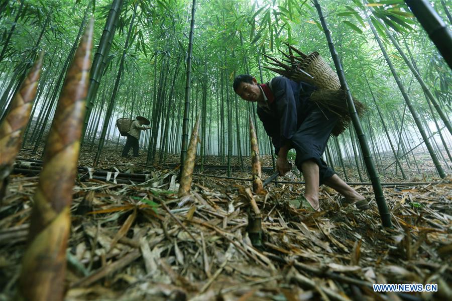 #CHINA-GUIZHOU-ECONOMY-BAMBOO SHOOT-HARVEST (CN)