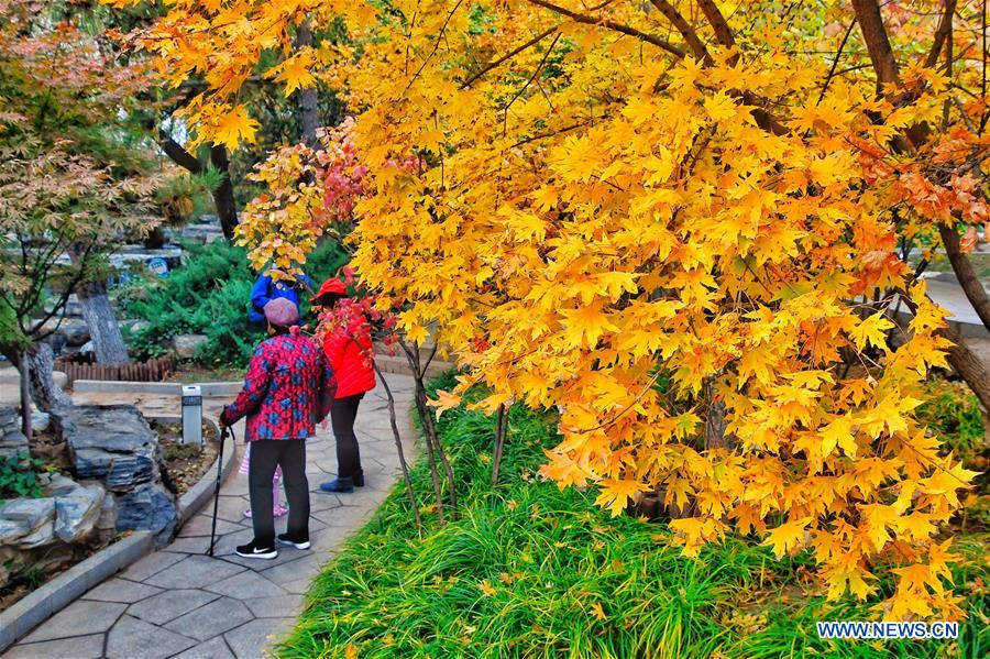 CHINA-BEIJING-AUTUMN-SCENERY (CN)