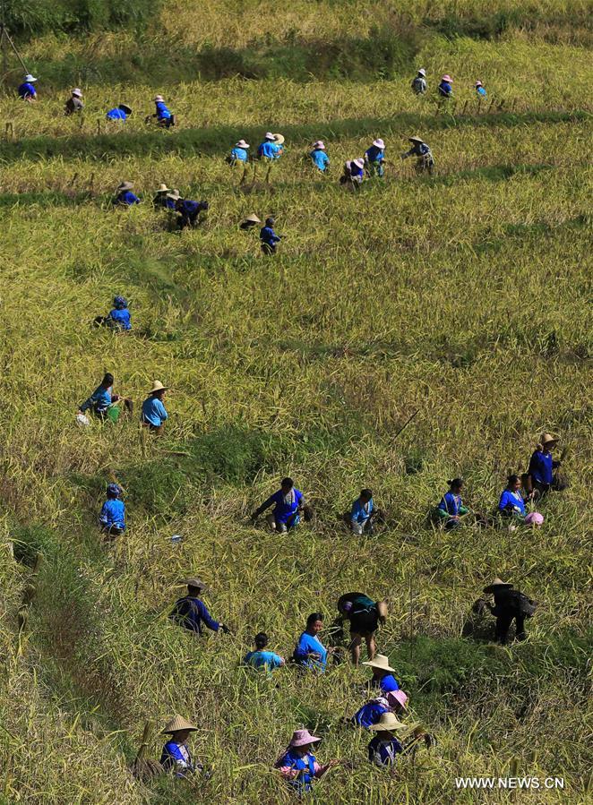 CHINA-GUANGXI-ANTAI-RICE-HARVEST (CN)