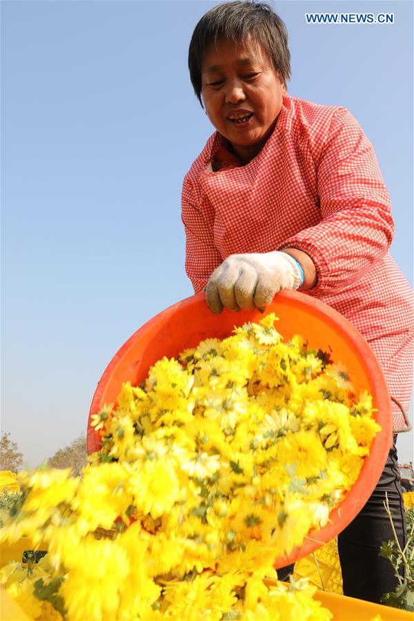 #CHINA-HENAN-CHRYSANTHEMUM-HARVEST (CN) 