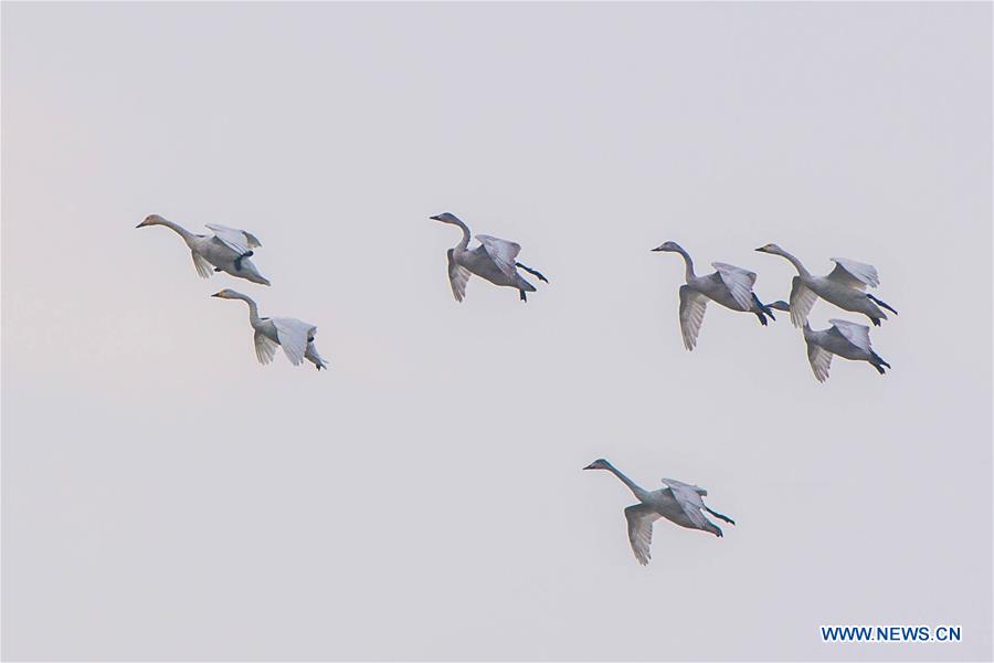 #CHINA-JIANGSU-XUYI-MIGRATORY BIRDS (CN)