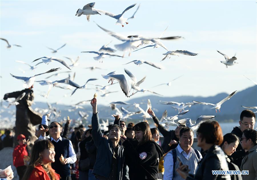 CHINA-KUNMING-RED-BILLED GULLS (CN)