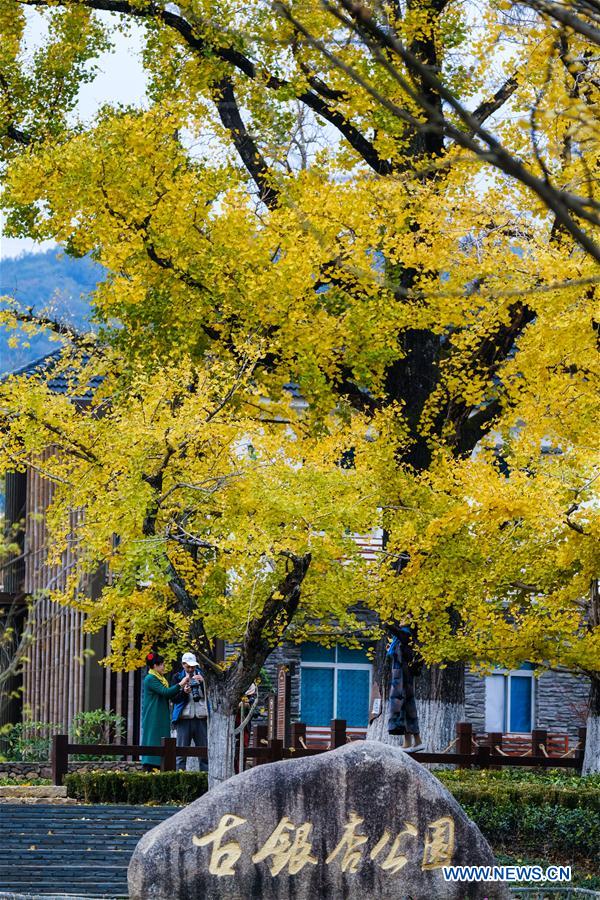 CHINA-ZHEJIANG-CHANGXING-GINKGO-SCENERY (CN) 