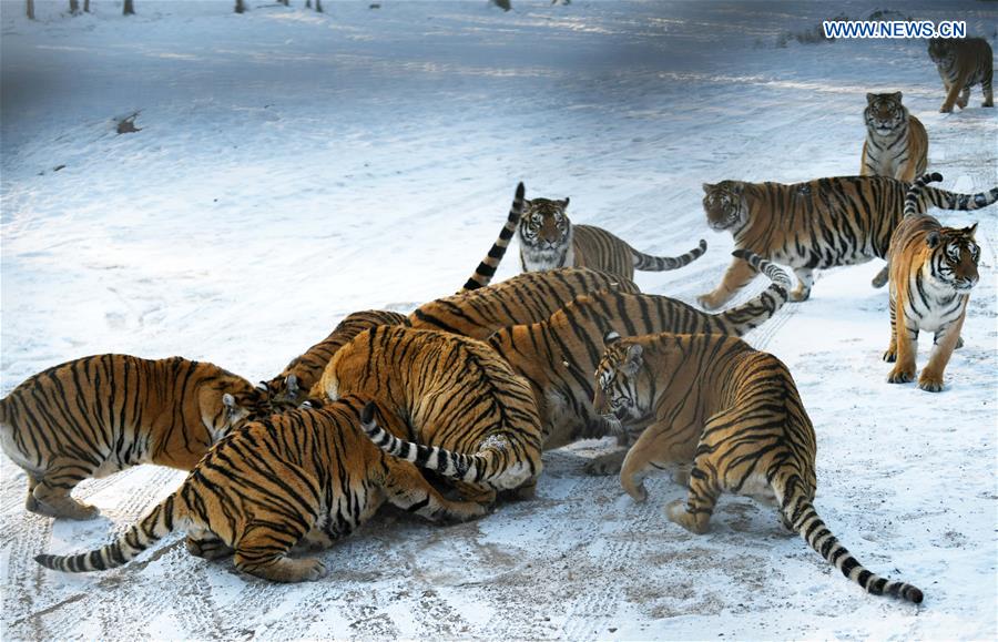 CHINA-HEILONGJIANG-SIBERIAN TIGER (CN)